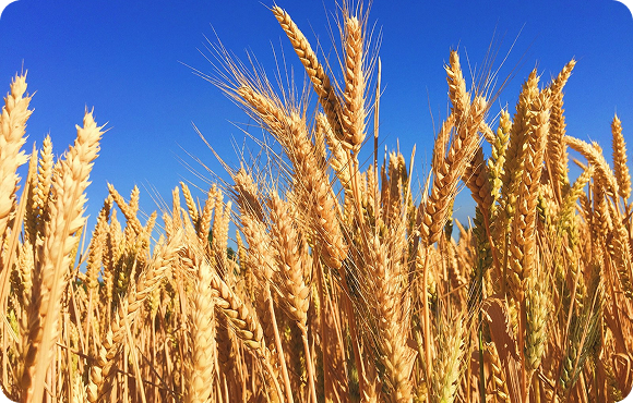 小麦製品事業について